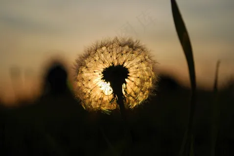 蒲公英,西,太阳 蒲公英,西,太阳
