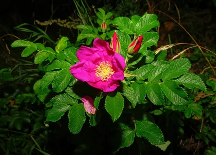 开花,花,野玫瑰,关闭,红色,植物 开花,花,野玫瑰,关闭,红色,植物