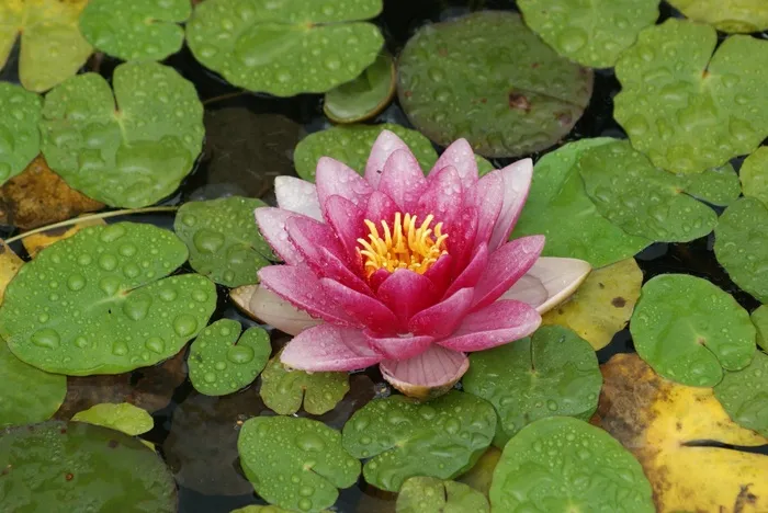 百合，花，粉红色，睡莲，花的，盛开，自然