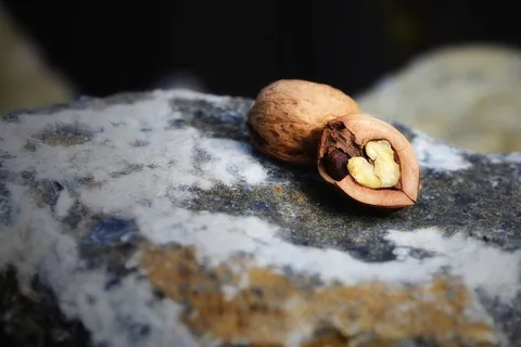 硬,壳,软,核,核桃,坚果,心 硬,壳,软,核,核桃,坚果,心