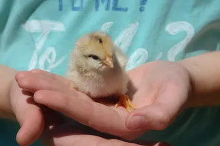 鸡，小狗，小小，保护，治愈，可爱，手