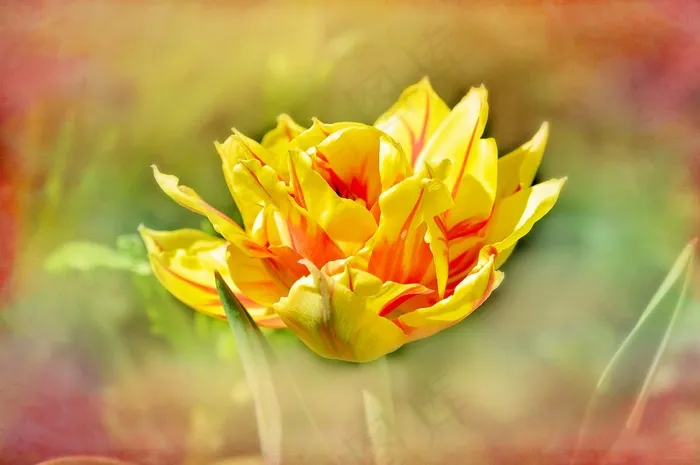 郁金香，花，开花，黄色红色