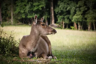 吠鹿，鹿，野生动物，哺乳动物，坐，自然
