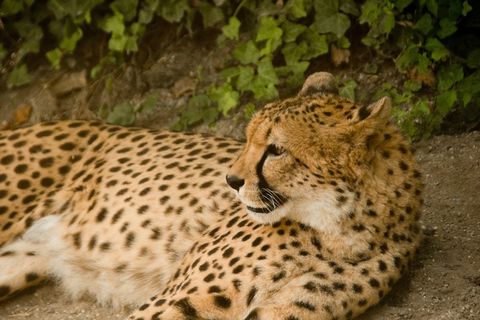 非洲，肯尼亚，野生动物园，自然，假期，国家公园