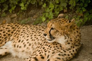 非洲，肯尼亚，野生动物园，自然，假期，国家公园