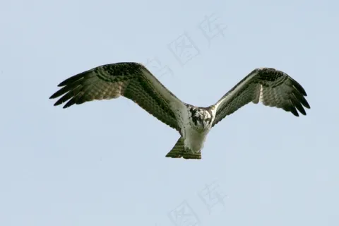鸟,鱼鹰,飞行,野生动物,自然,猛禽,天空 鸟,鱼鹰,飞行,野生动物,自然,猛禽,天空