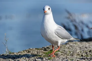 鸥，奶油，单独，关闭，水禽