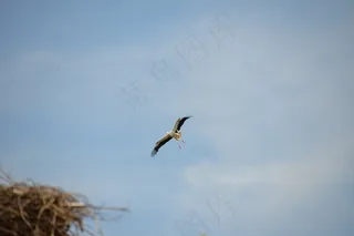 鹳，鸟，动物，拨浪鼓鹳，自然，白鹳