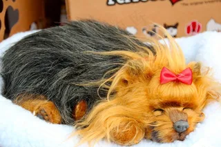 布狗，玩具，市场，购买，贸易，出售，业务