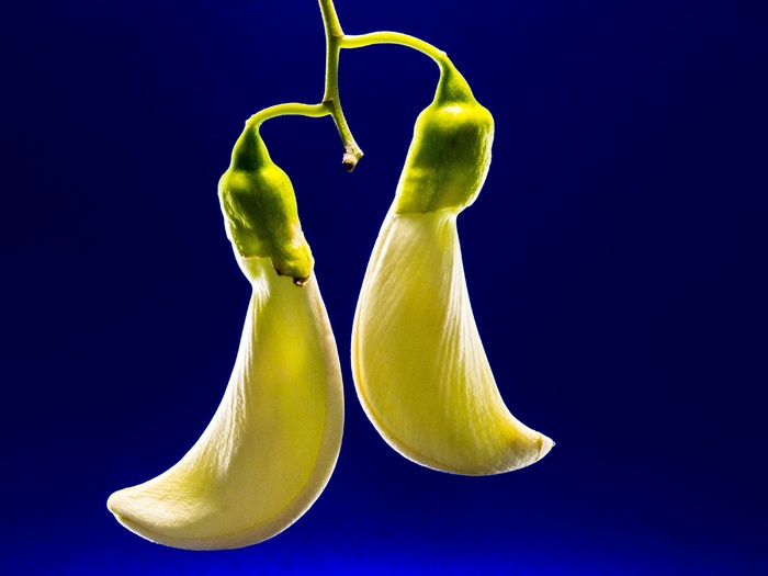 芝麻花，开花，白，开花