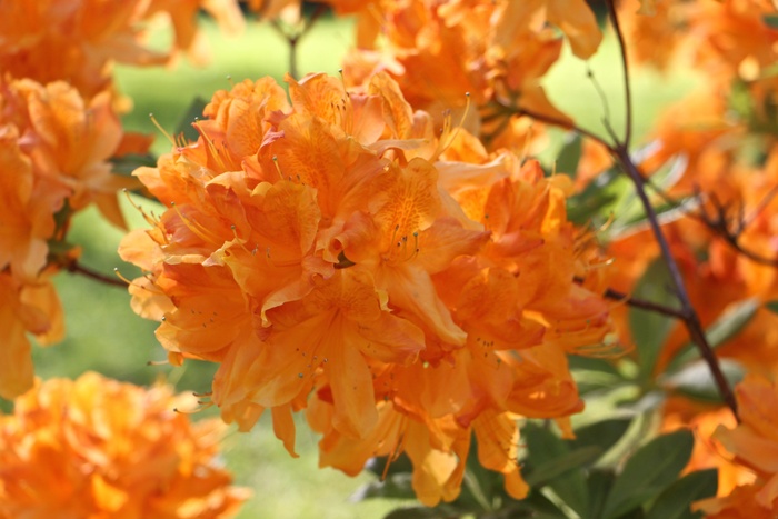 鲜花，自然，颜色，美丽，开花，盛开