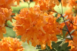 鲜花，自然，颜色，美丽，开花，盛开