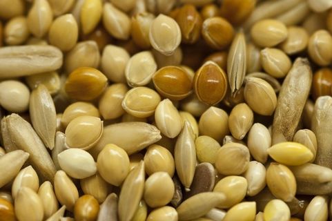 开口松子,荞麦米,黄豆,大豆,花生米,种子