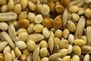 开口松子,荞麦米,黄豆,大豆,花生米,种子