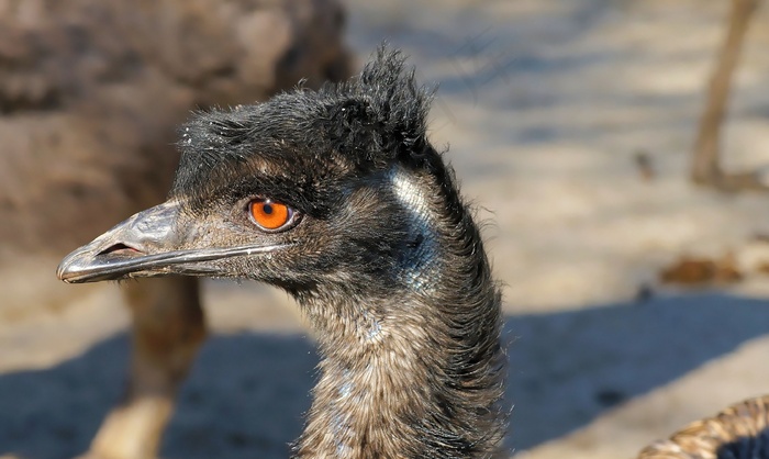 mu，不会飞的鸟，鸟，比尔，头，动物