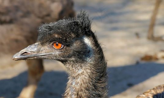 mu,不会飞的鸟,鸟,比尔,头,动物 mu,不会飞的鸟,鸟,比尔,头,动物