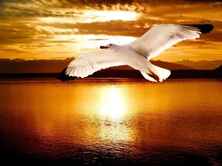 海鸥，鸟，水禽，动物，飞行，湖泊，水