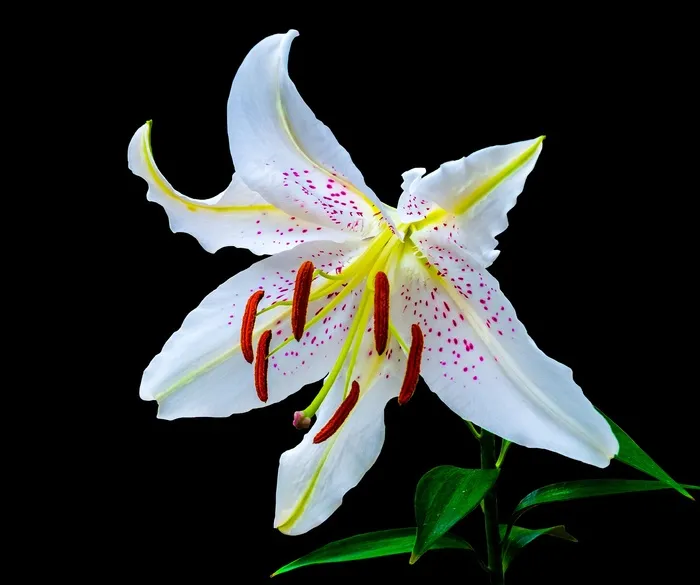 百合，开花，花，白，紫色圆点