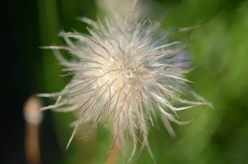 自然,花的,植物,春天,盛开,夏天,花园 自然,花的,植物,春天,盛开,夏天,花园