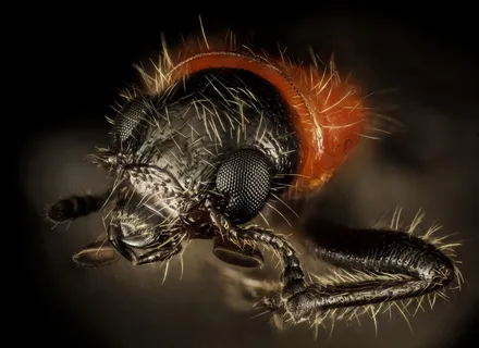 甲虫,头,宏,Bug,性质,昆虫,黑色,正文 甲虫,头,宏,Bug,性质,昆虫,黑色,正文