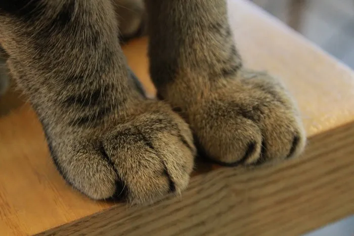 爪子，猫，爪，爪子，爪，猫的，基蒂，哺乳动物