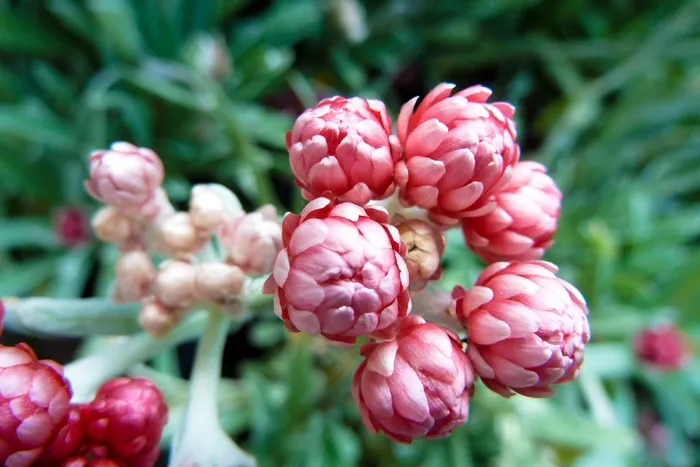 花，特写，粉红色，自然，花的，花园，植物