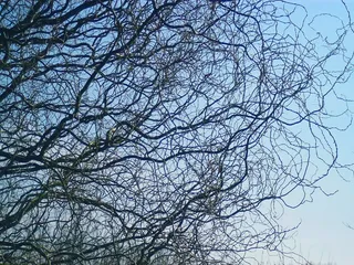 树枝，树木，秋天