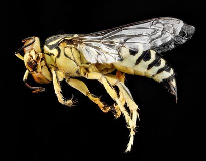 黄蜂,自然,昆虫,宏,轮廓,肖像 黄蜂,自然,昆虫,宏,轮廓,肖像