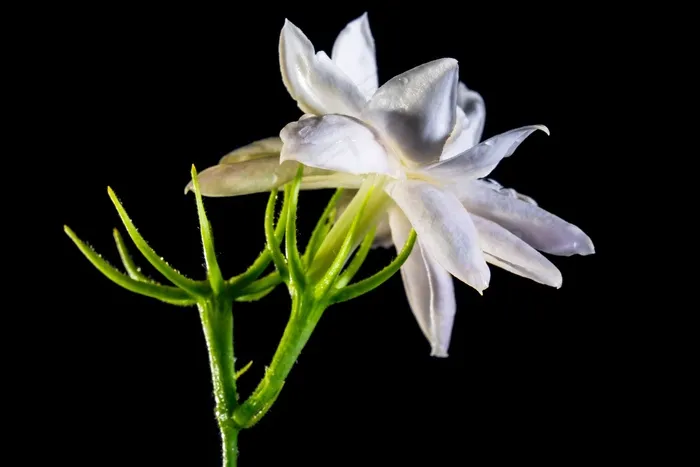 野花，开花，白