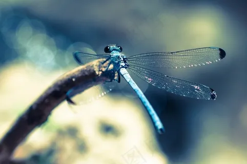 豆娘,卡通动漫人物,蜻蜓,屏幕截图,飞机,蜻蜓