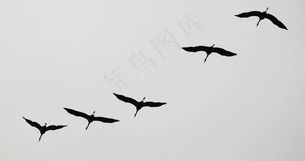 起重机,鸟群,候鸟,鸟类,动物 起重机,鸟群,候鸟,鸟类,动物