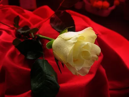 玫瑰,黄色,开花,花,天鹅绒,毯子,黄色 玫瑰,黄色,开花,花,天鹅绒,毯子,黄色