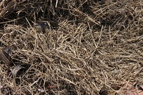 草,干草,干,农场,场,农村,稻草,农业 草,干草,干,农场,场,农村,稻草,农业