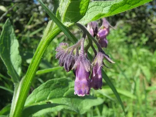Symphytum Officinale，普通Comfrey，True Comfrey