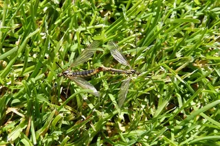 爸爸长腿，昆虫，飞，配对