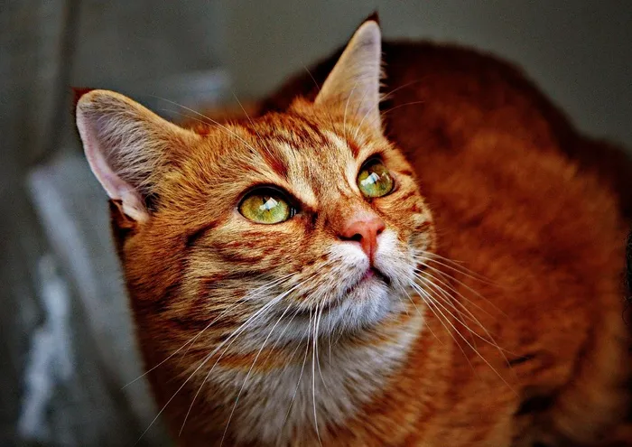 猫，宿醉，红色，可爱，鲭鱼，虎，甜