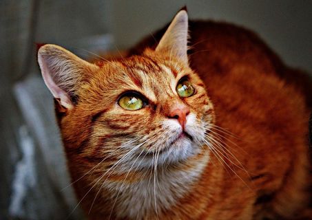 猫，宿醉，红色，可爱，鲭鱼，虎，甜