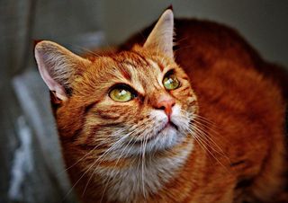 猫，宿醉，红色，可爱，鲭鱼，虎，甜