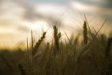 小麦,背光,剪影,美丽 小麦,背光,剪影,美丽