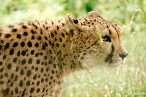 非洲，肯尼亚，野生动物园，自然，假期，国家公园