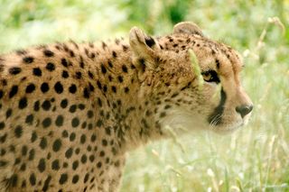 非洲，肯尼亚，野生动物园，自然，假期，国家公园