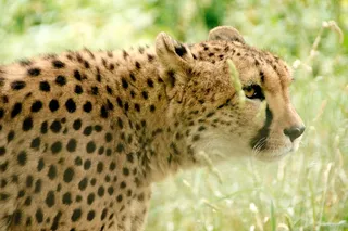 非洲，肯尼亚，野生动物园，自然，假期，国家公园