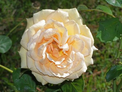 玫瑰，黄色，花，黄色的花，植物，花瓣