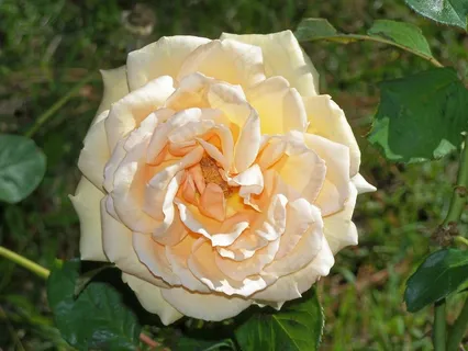 玫瑰,黄色,花,黄色的花,植物,花瓣 玫瑰,黄色,花,黄色的花,植物,花瓣