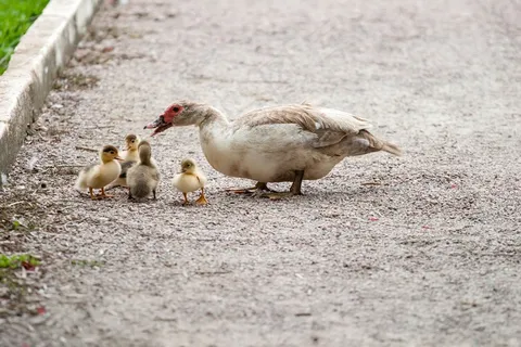 鸭子,妈妈,小鸭,鸟,飞,翅膀,羽毛 鸭子,妈妈,小鸭,鸟,飞,翅膀,羽毛