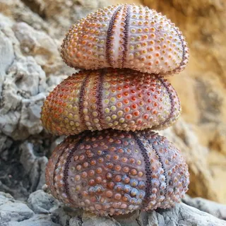 海胆,海洋,土耳其,自然,海滩,栗子 海胆,海洋,土耳其,自然,海滩,栗子