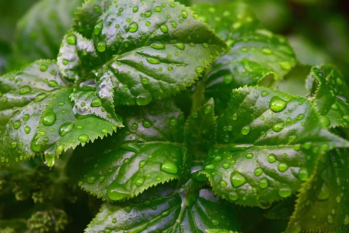 滴水，雨，绿色，叶子，树木，雨滴