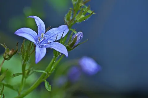 风铃草,开花,花,性质,蓝色 风铃草,开花,花,性质,蓝色