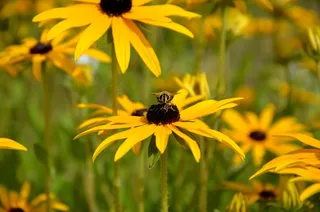 太阳帽，蜜蜂，开花，昆虫园