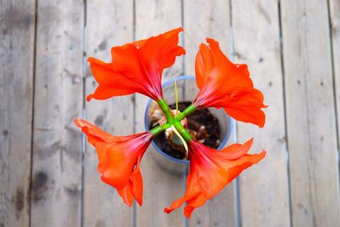 朱顶红,孤挺花,大头兰,紫根兰,花卉,红色花朵花盆花